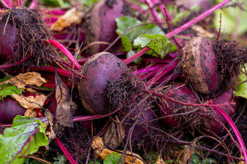 fresh beets in the garden with soil and tops