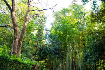 Fototapeta premium 林