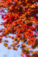 真っ赤に紅葉した葉