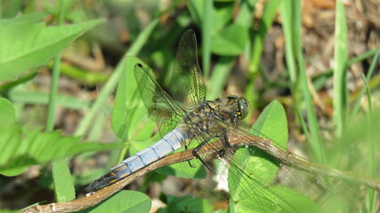 Black-tailed skimmer male