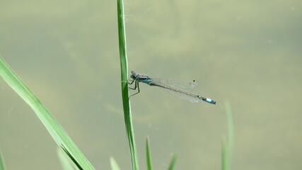 Platycnemis pennipes