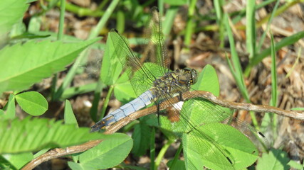 Black-tailed skimmer male
