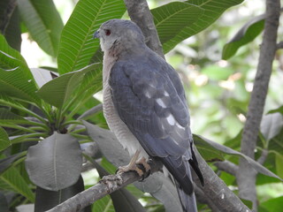 A hawk in the tree