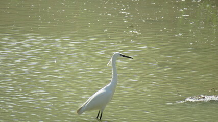Egretta garzetta