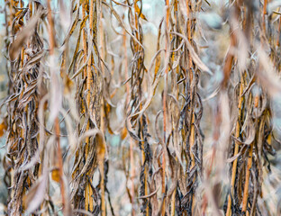 dry herbs close up