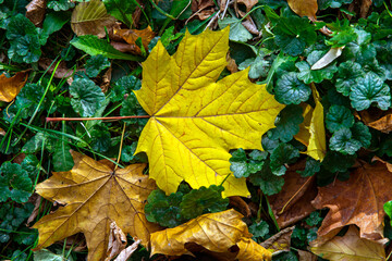 autumn maple leaves