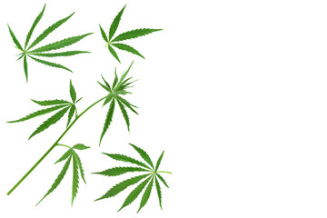 Cannabis leaf isolated on white background. Top view with copy space for your text. Flat lay pattern