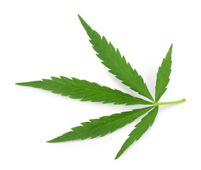 Cannabis leaf isolated on white background with clipping path and full depth of field