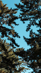 Trees against clear skies in Japan