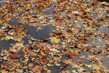 autumn leaves float on the surface of the water