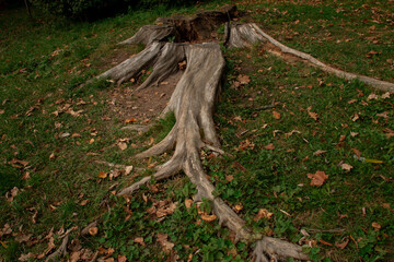 stump with long roots on the surface of the soil