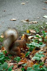 adult squirrel looking for nuts on the autumn road