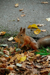 adult squirrel looking for nuts on the autumn road