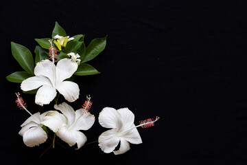 white flower  hibiscus  floral of asia arrangement  flat lay poscard style on background black 
