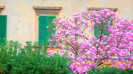 Fototapeta na wymiar Magnolia pink flowers blossoming for the beginning of spring time with green Wooden louvre - Pisa, Italy 