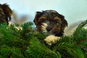 Puppy in the fir branches. Christmas card with dogs. High quality photo