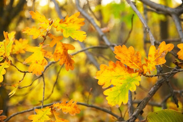 Colorful oak leaves on tree branch, close up, soft selective focus. October mood. Mid autumn.
