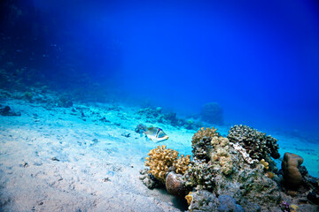 Naklejka na ściany i meble Coral reef fish