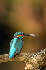 The common kingfisher (Alcedo atthis) also known as the Eurasian kingfisher, and river kingfisher sitting on the branch with a fish in its beak with dark background.