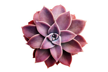 Beautiful purple succulent. Sempervivum. Isolated on white.