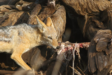 The black-backed jackal (Canis mesomelas), at prey with vultures, portrait. An adult jackal bites a bone from the remains of a carcass.