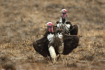 The lappet-faced vulture or Nubian vulture (Torgos tracheliotos), a pair of runs to prey. Large red-headed African vultures rush to the prey. Carcass kings on the way to meat.