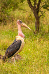 Marabou stork (Leptoptilos crumeniferus), Lake Mburo National Park, Uganda.