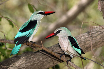 The woodland kingfisher (Halcyon senegalensis) sitting on the branch with green background, pair on the branch. Kingfisher with drops of water on the body, the other in the foreground with dry feather