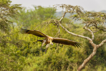 White-backed vulture (Gyps africanus) flying, Lake Mburo National Park, Uganda.
