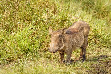 A warthog (Phacochoerus africanus) eating, Lake Mburo National Park, Uganda.	
