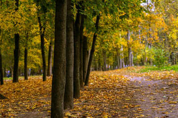 Fototapeta premium autumn trees in the park