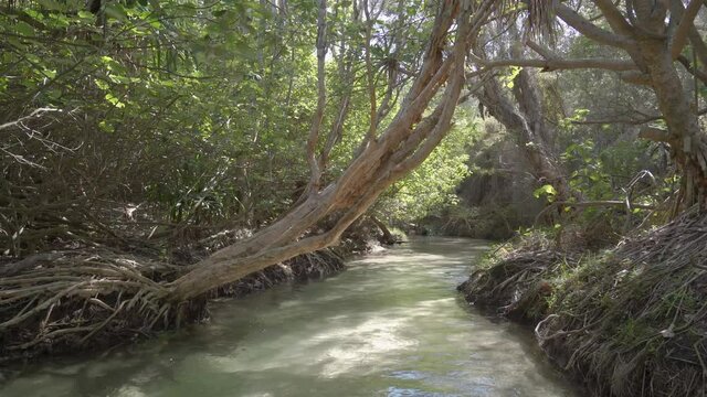  Flowing down natural water stream with sun beams at Eli Creek, Fraser Island - wide tracking in