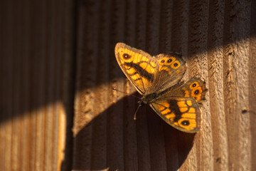 motyl w słońcu © Robert Borek