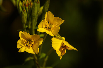 żółte polne kwiaty © Robert Borek