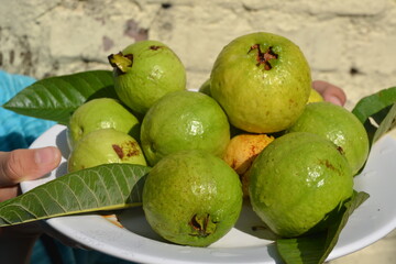 Fresh harvested guava in a plate.