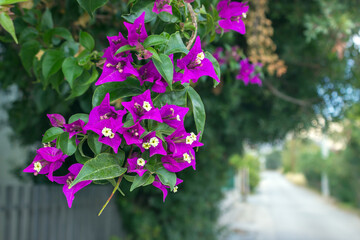 A branch of beautiful purple flowers (Bougainvillea)  on a sunny day. Greece. Selective focus.