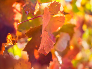 Automne