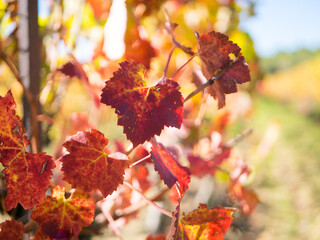 Automne