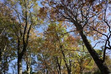 とても美しい日本の秋の山の景色
