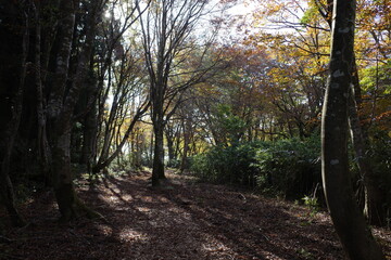 Obraz premium とても美しい日本の秋の山の景色