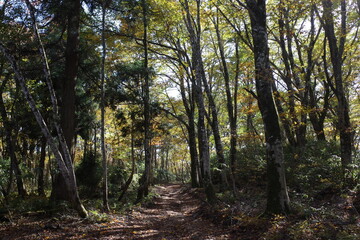 Fototapeta premium とても美しい日本の秋の山の景色