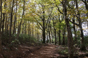 とても美しい日本の秋の山の景色