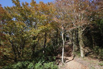 とても美しい日本の秋の山の景色