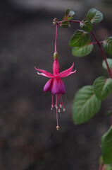 Indoor fuchsia flower.