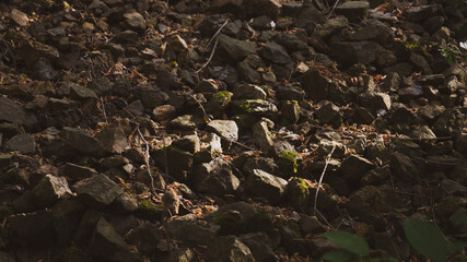 rocks in the forest