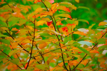 red maple leaves