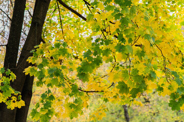 autumn maple leaves on a tree