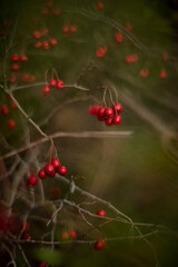 Close-up of red berries on branches of Crataegus and Briar at sunny autumn morning. Selective focus and shallow DOF.