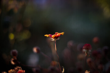 Beautiful Nature Background.Abstract Wallpaper.Celebration, love.Holiday.Artistic Flowers and Plants Art Design.Seasonal Flower.Yellow Colors.