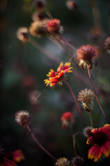 Beautiful Nature Background.Abstract Wallpaper.Celebration, love.Holiday.Artistic Flowers and Plants Art Design.Seasonal Flower.Yellow Colors.